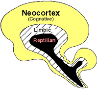 3 Areas of the brain